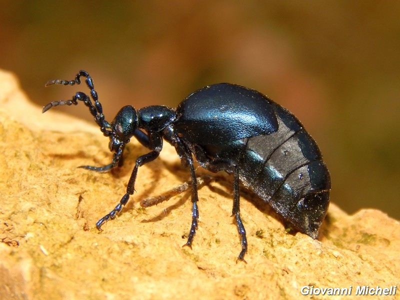 Meloe violaceus e M. brevicollis ?